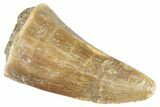 Fossil Mosasaur (Mosasaurus) Tooth - Morocco #286312-1